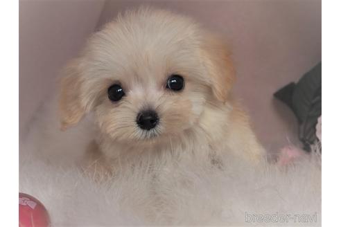 成約済の岡山県のミックス犬-213320の1枚目